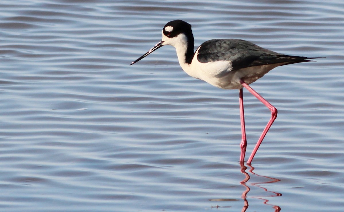 Black-necked Stilt - ML245889961