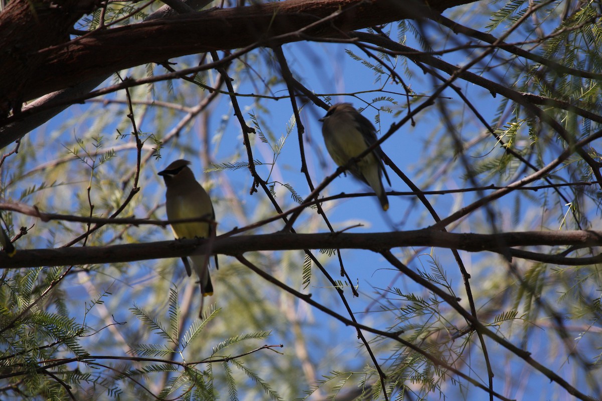 Cedar Waxwing - ML24589461