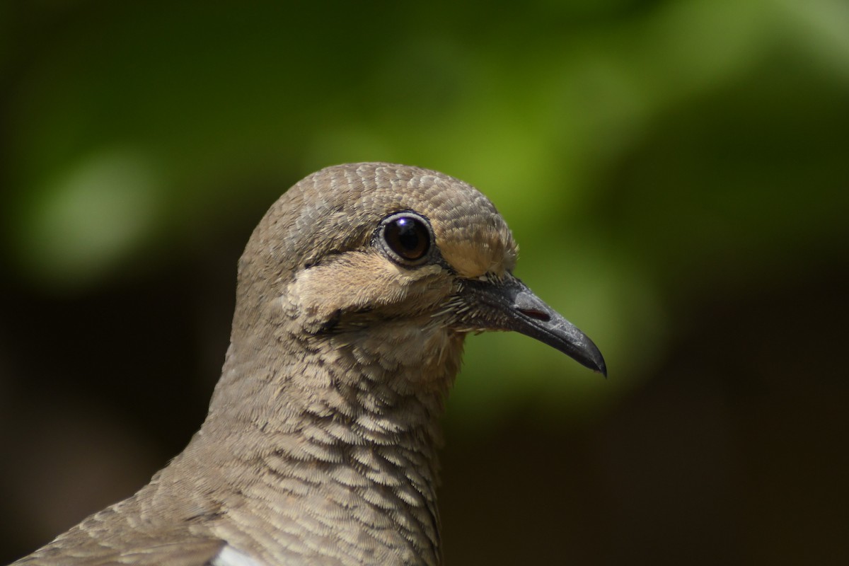 Mourning Dove - ML245894661