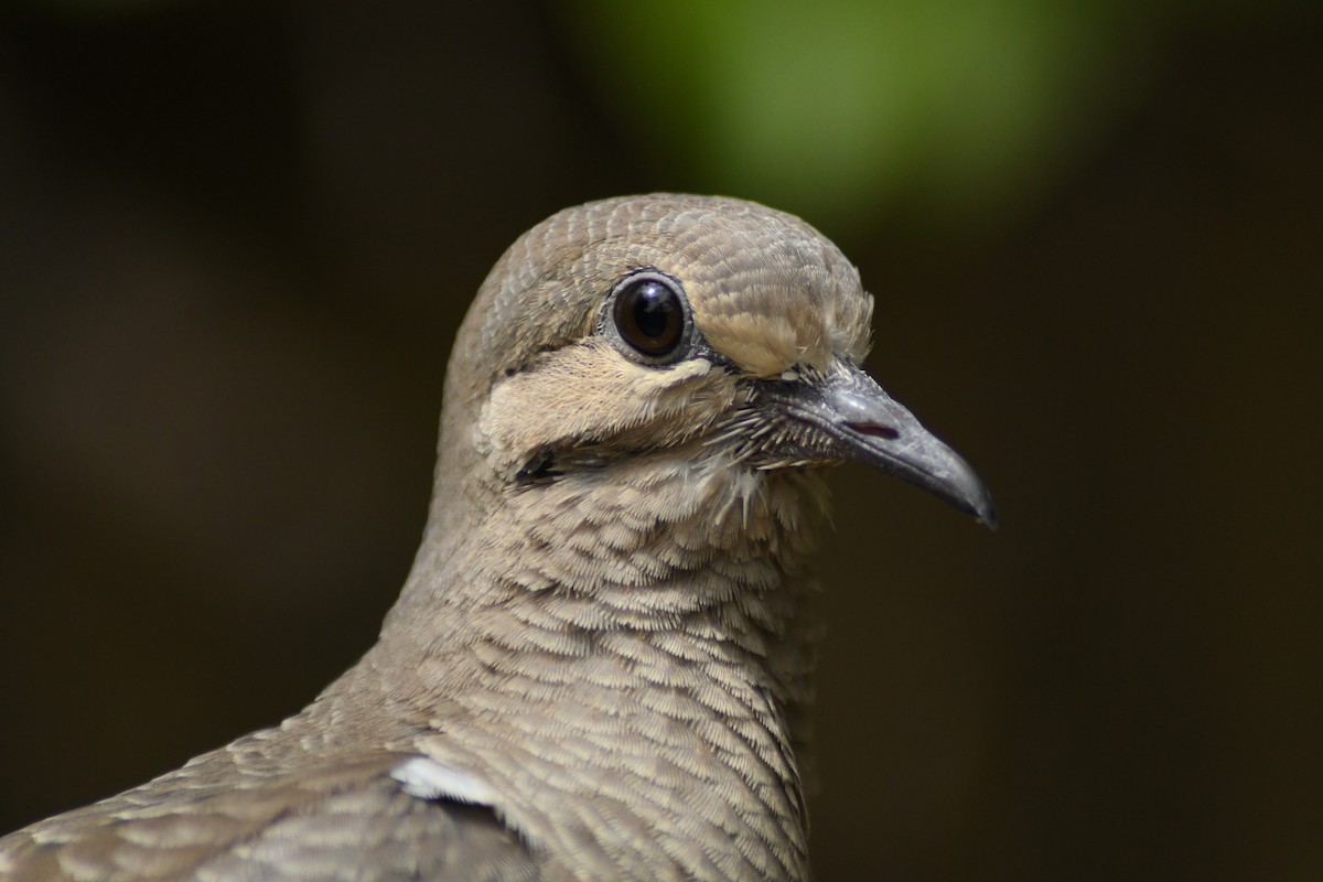 Mourning Dove - ML245894701