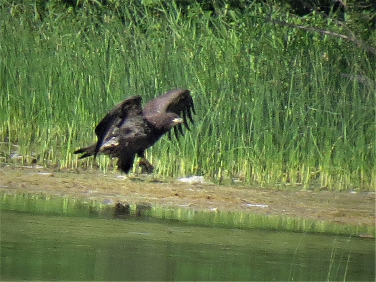 Bald Eagle - ML245895491