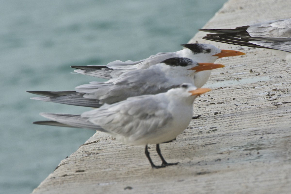 Royal Tern - Richard Paulson