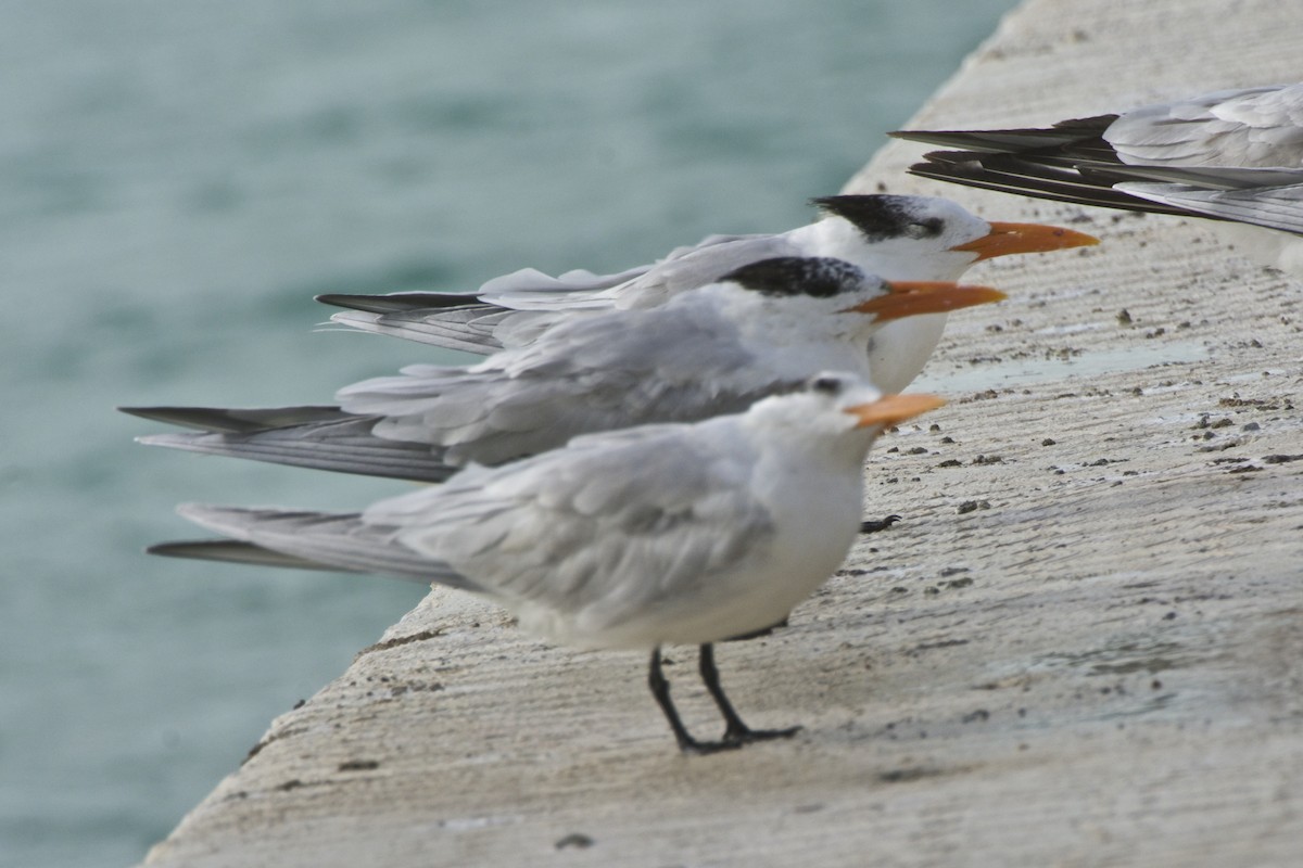 Royal Tern - ML24589701