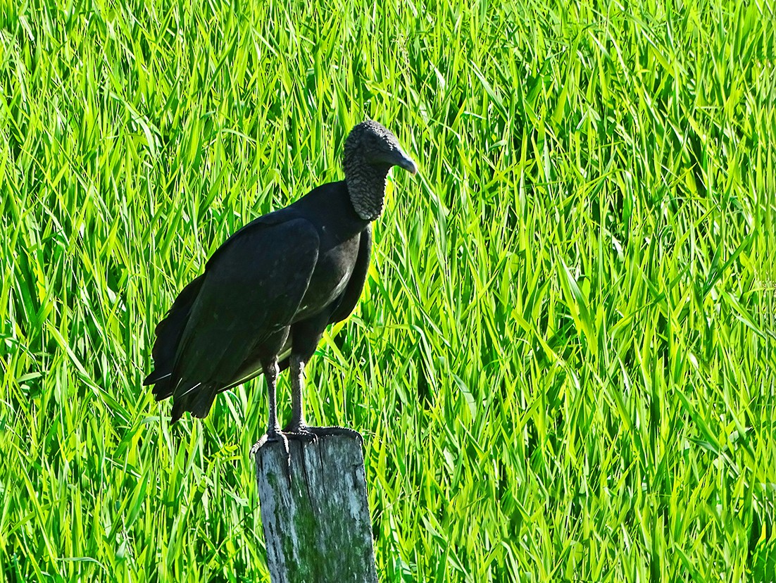 Black Vulture - ML245898101