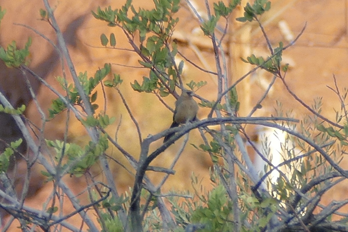 Abert's Towhee - ML245898461