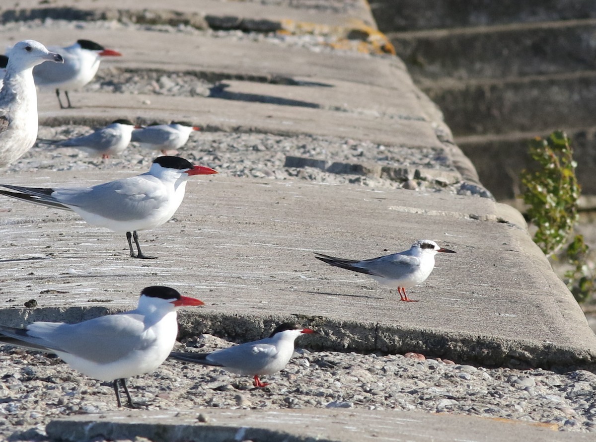 Forster's Tern - Mark Patry