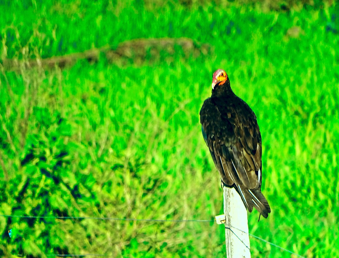 Lesser Yellow-headed Vulture - ML245899161