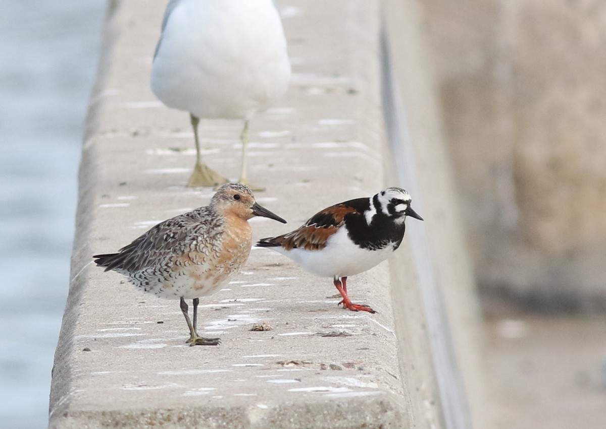 Red Knot - Mark Patry