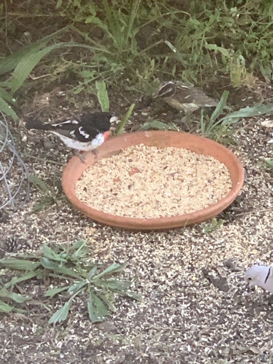 Rose-breasted Grosbeak - ML245899491