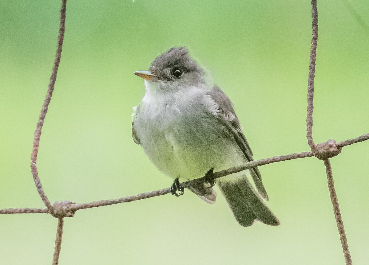 Eastern Wood-Pewee - Robert Bochenek