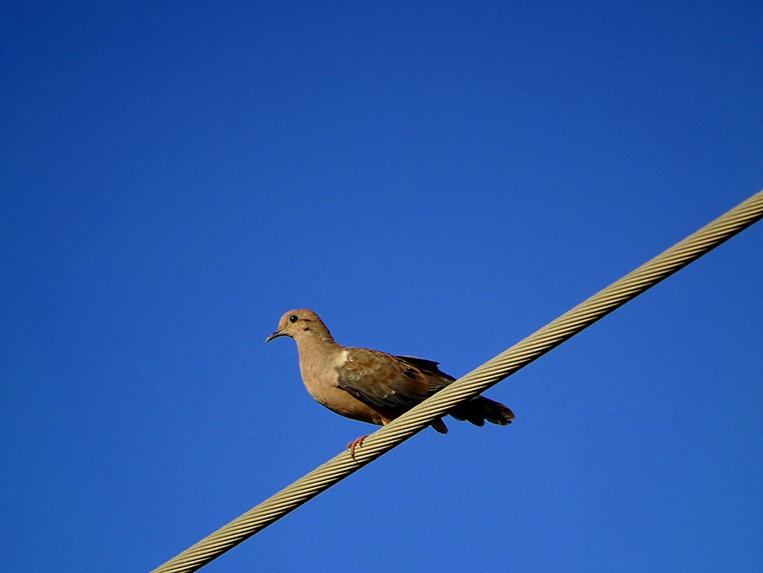 Eared Dove - ML245900501