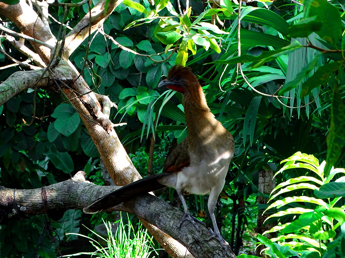 Chestnut-winged Chachalaca - Ruber ledesma ruiz