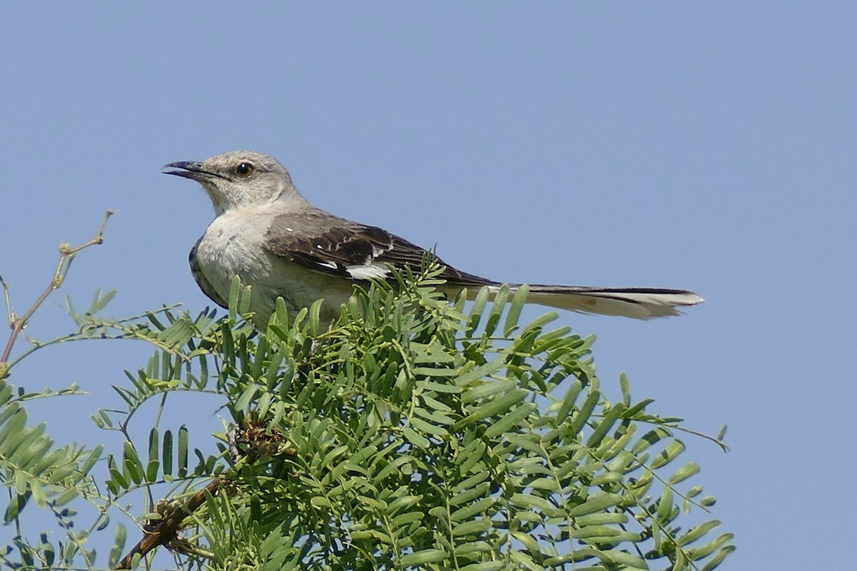 Northern Mockingbird - ML245902471