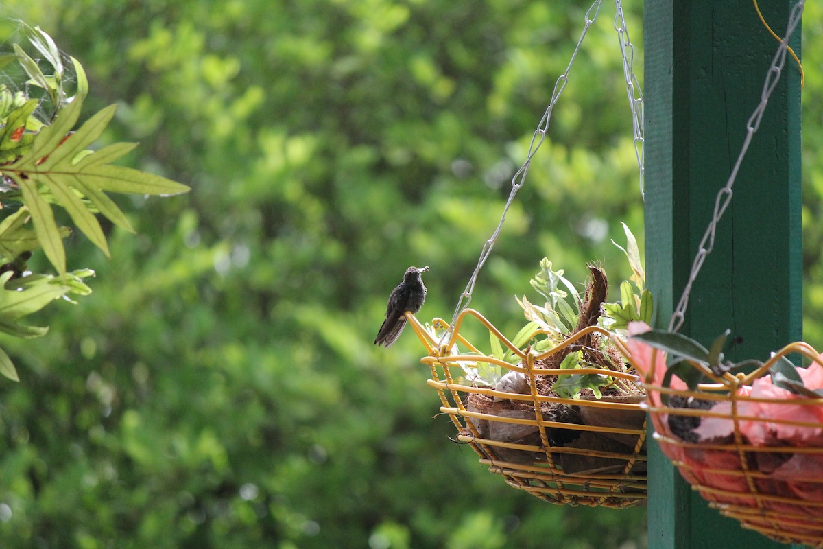 Rufous-tailed Hummingbird - ML245902551