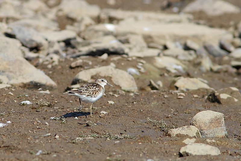 pygmésnipe - ML245903001