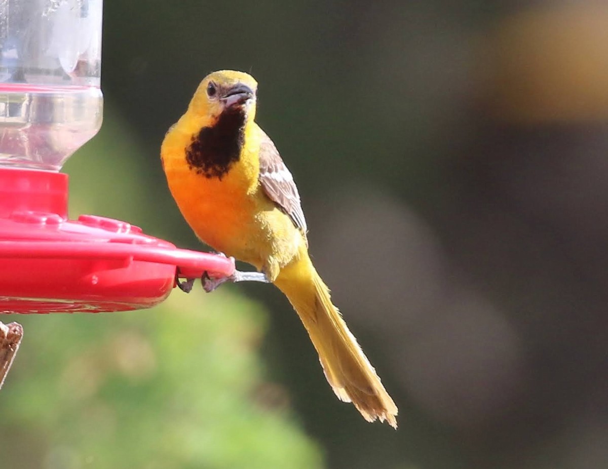 Hooded Oriole - ML245904731