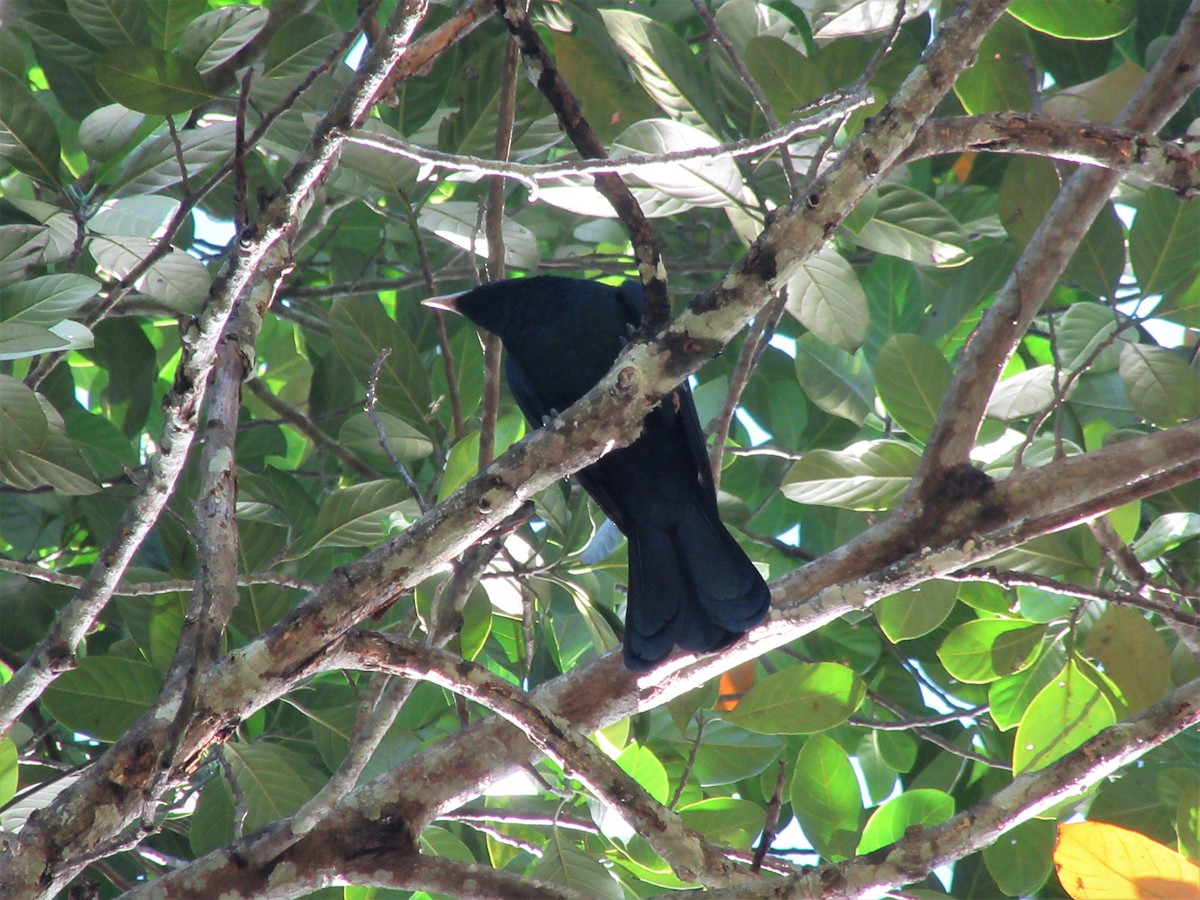 Asian Koel - ML245907541