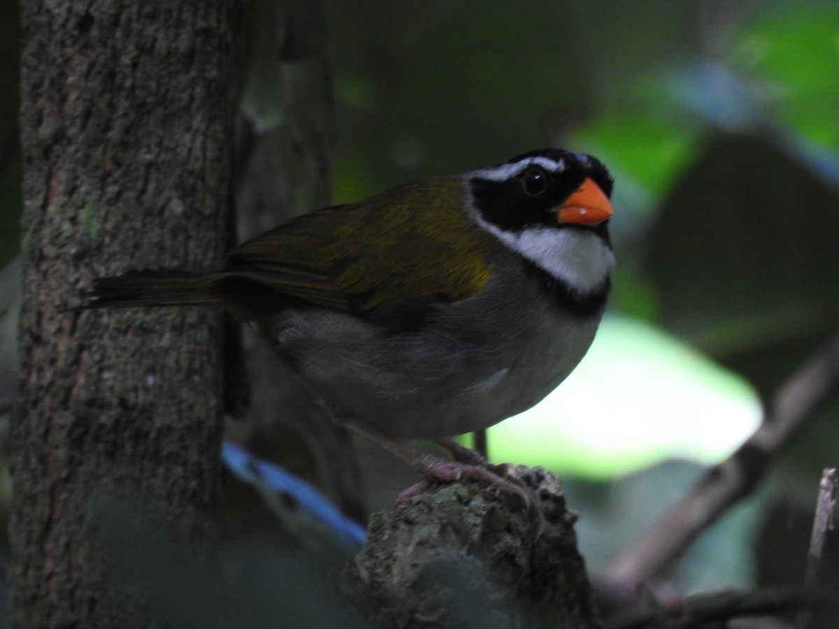 Orange-billed Sparrow - Hernán Fernández Remicio