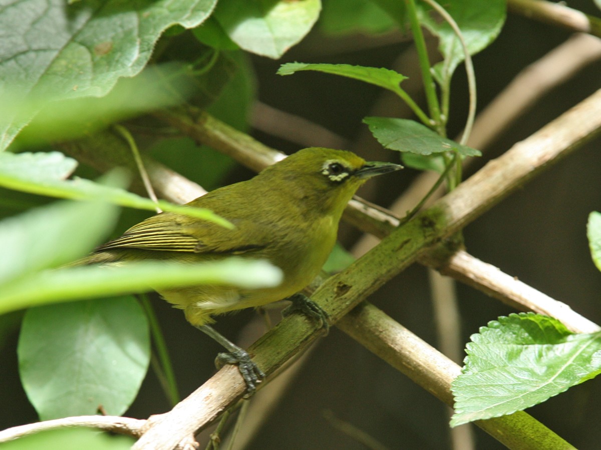 Northern Yellow White-eye - ML245908081