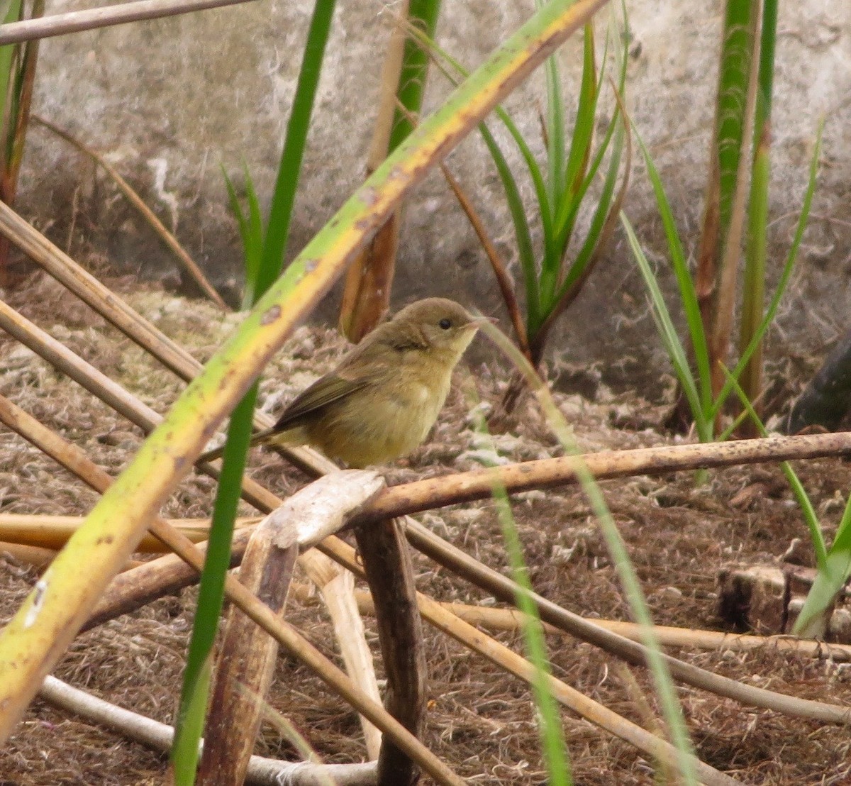 Common Yellowthroat - ML245910591