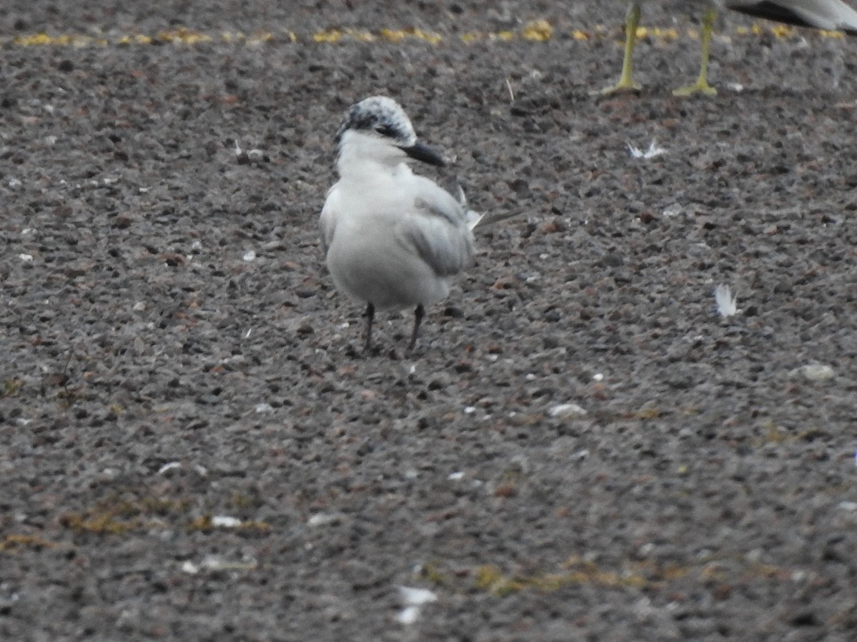 Gull-billed Tern - ML245911921