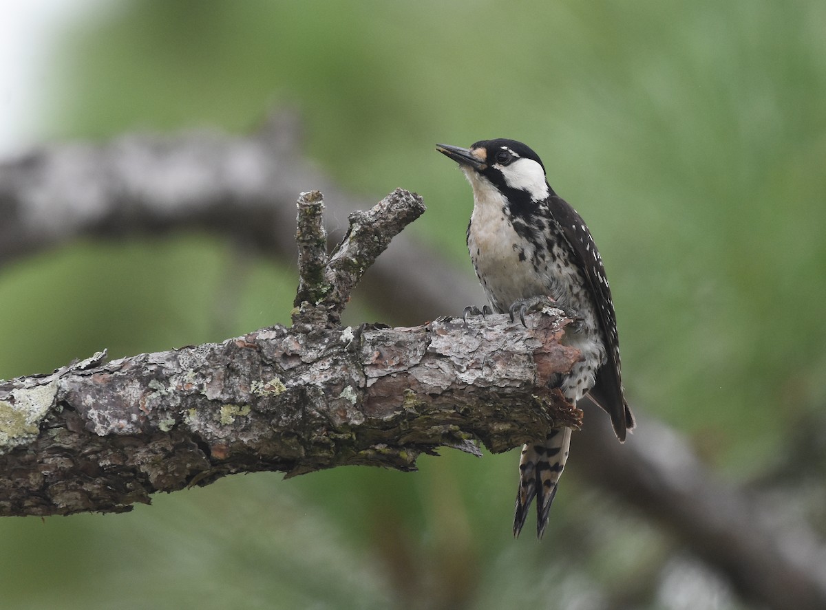 Red-cockaded Woodpecker - Christopher Lindsey