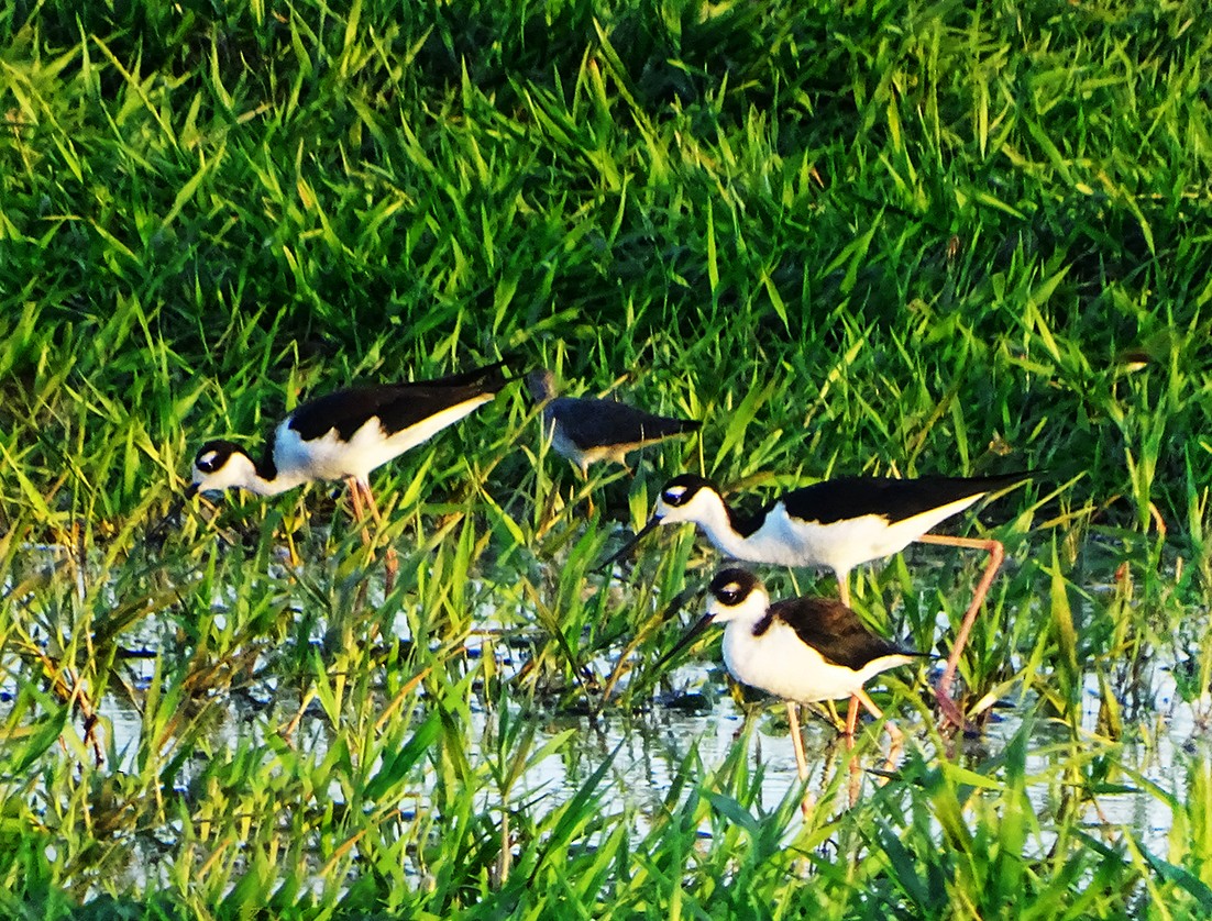 Black-necked Stilt - ML245913431