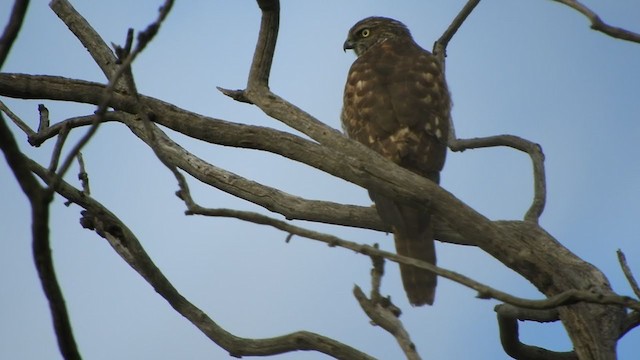 Brown Goshawk - ML245914151