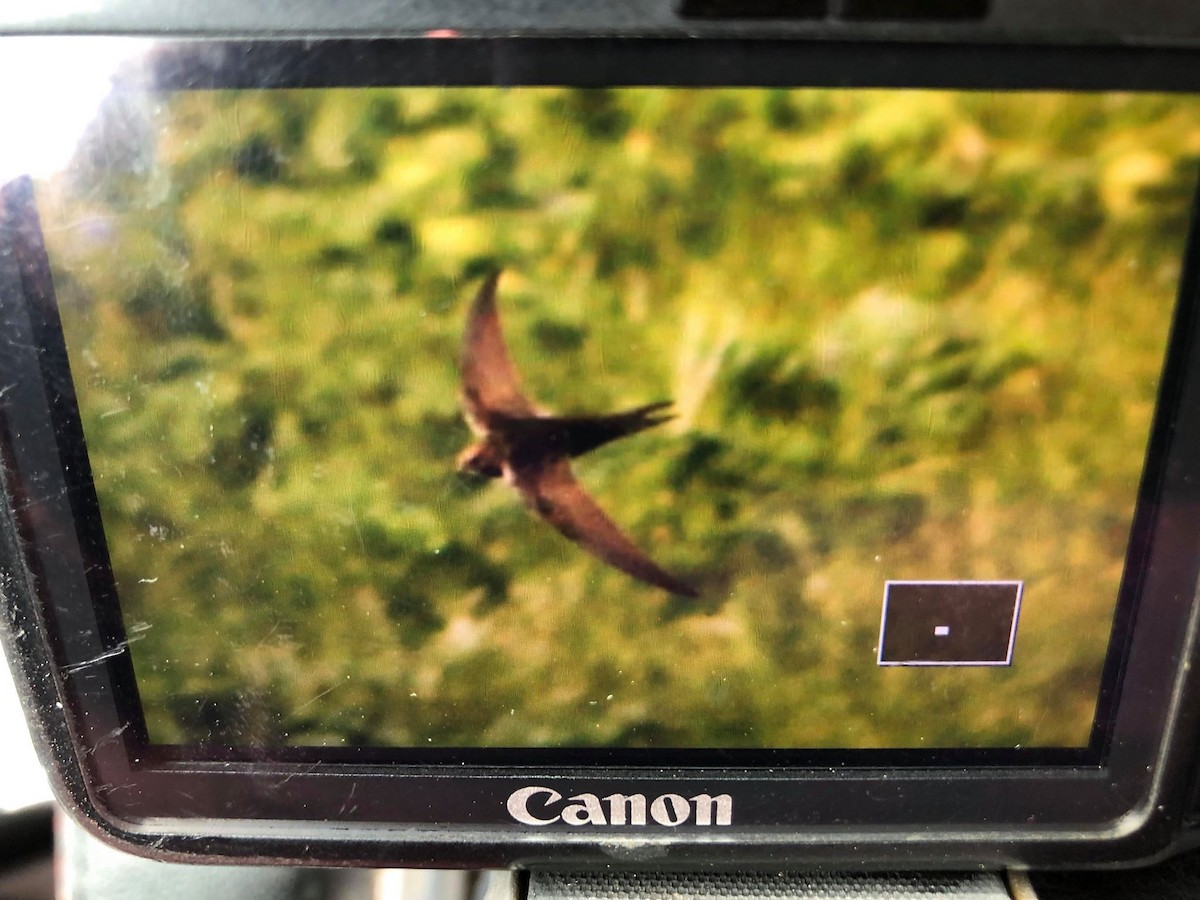 Common Swift - St. Paul Island Tour and Pribilof Historical Records