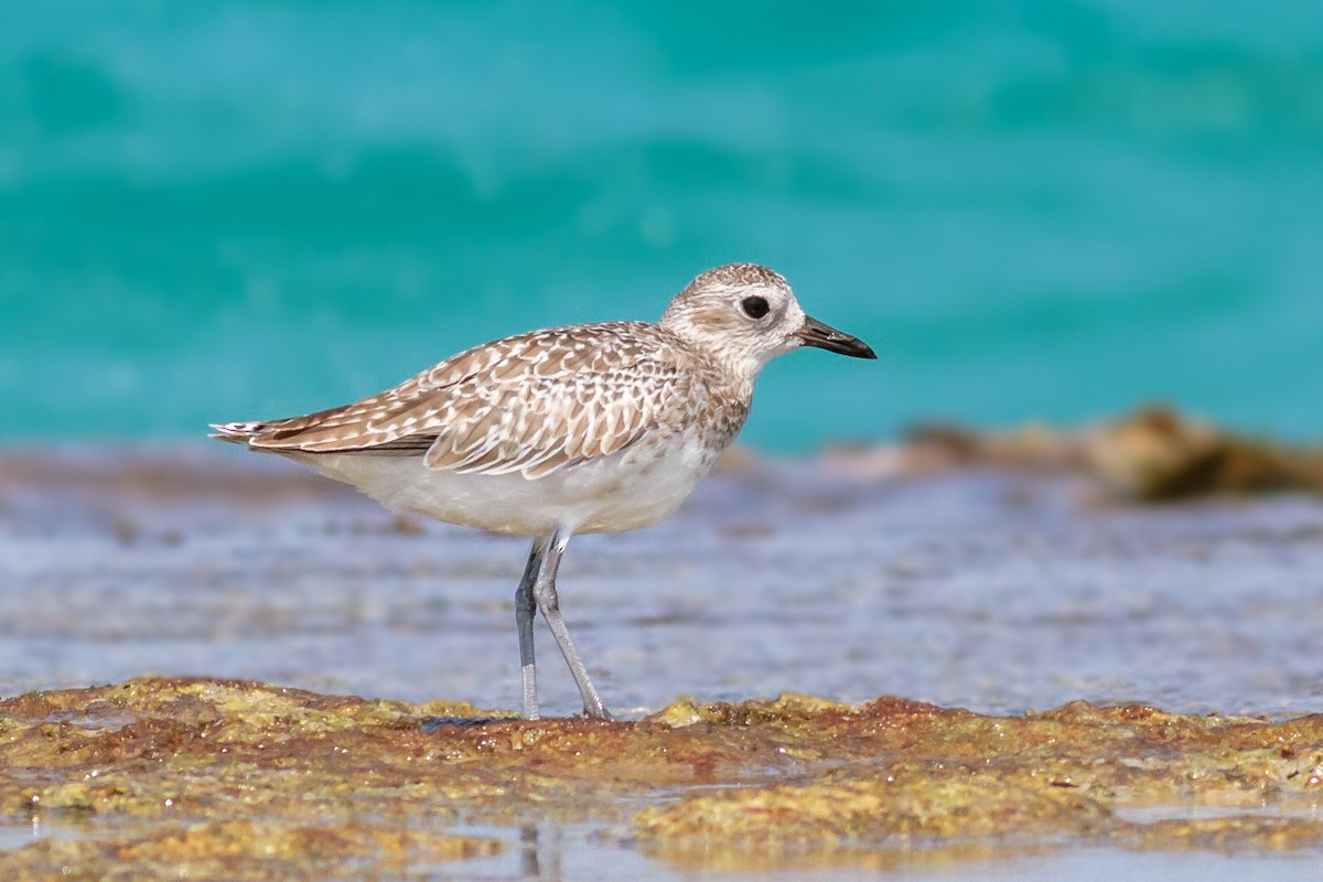 Black-bellied Plover - ML245918891