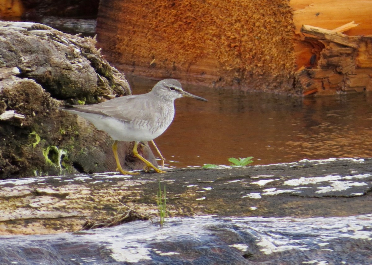 Gray-tailed Tattler - ML245918981