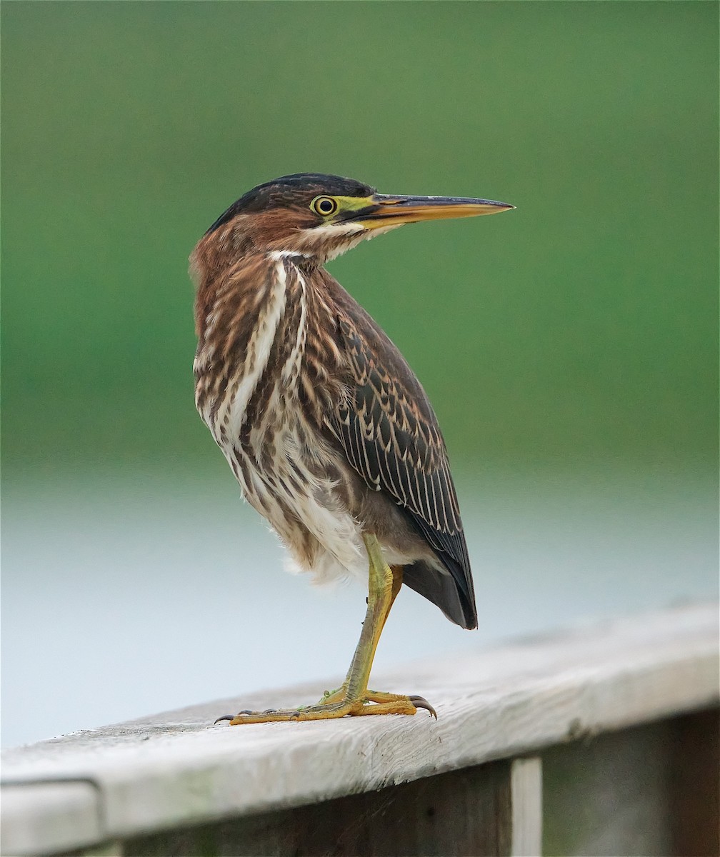 Green Heron - ML245921531