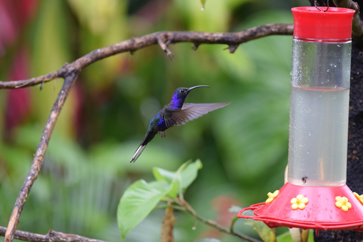 kolibřík fialkový - ML24592161