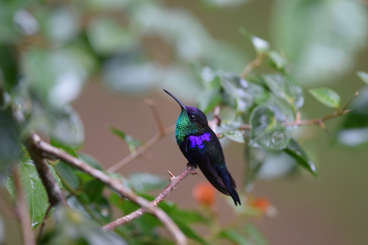 kolibřík vidloocasý (ssp. venusta/townsendi/colombica/rostrifera) - ML24592241