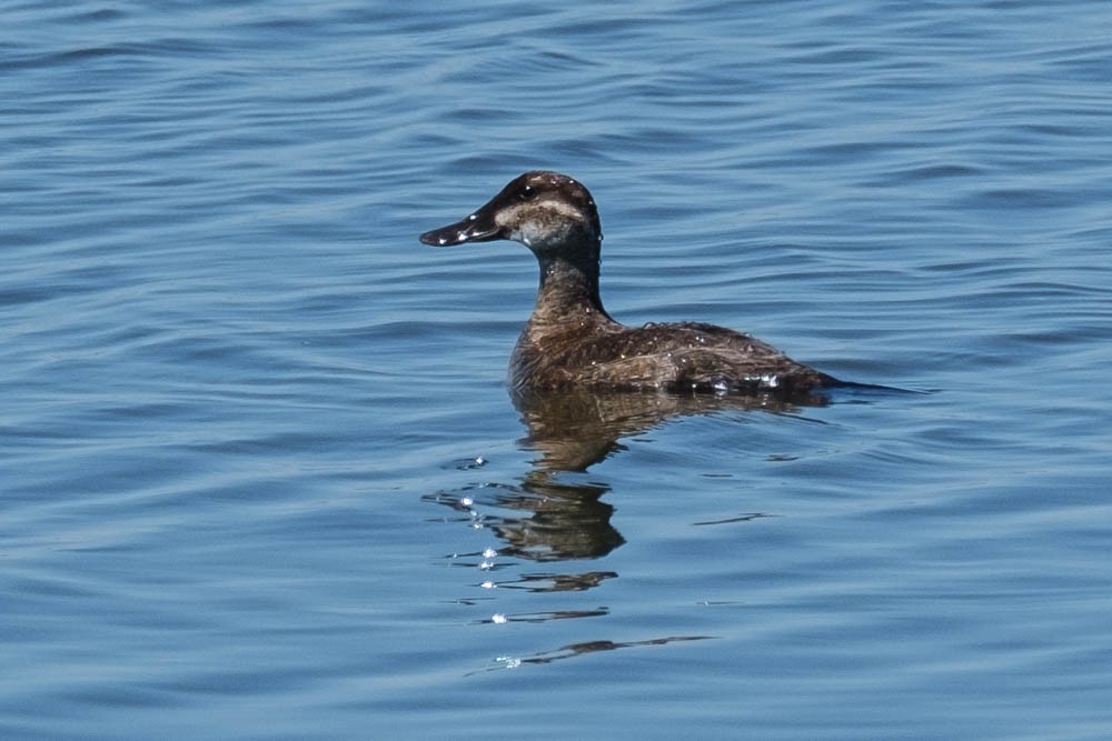 Ruddy Duck - ML245922791