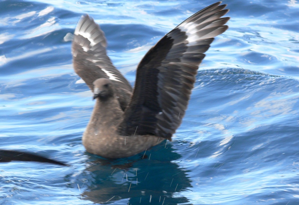 Brown Skua - ML245922901