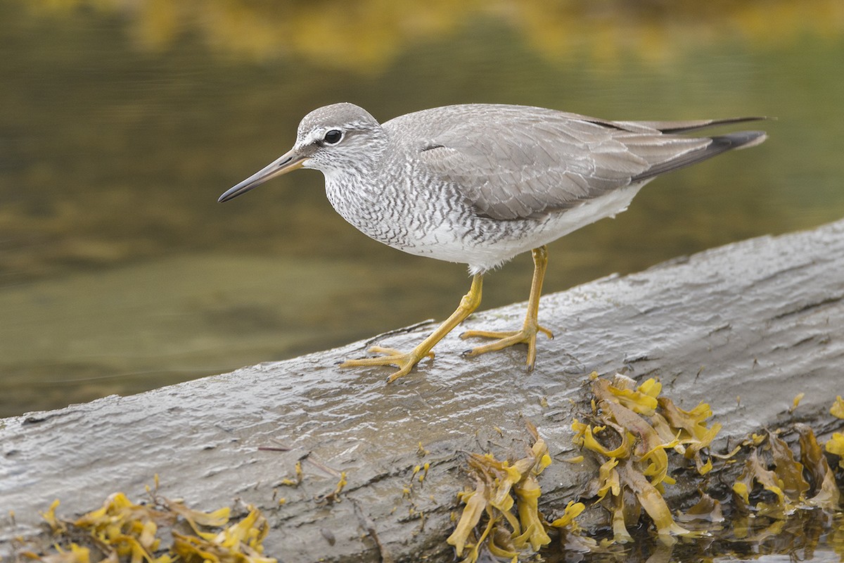 Gray-tailed Tattler - ML245923731