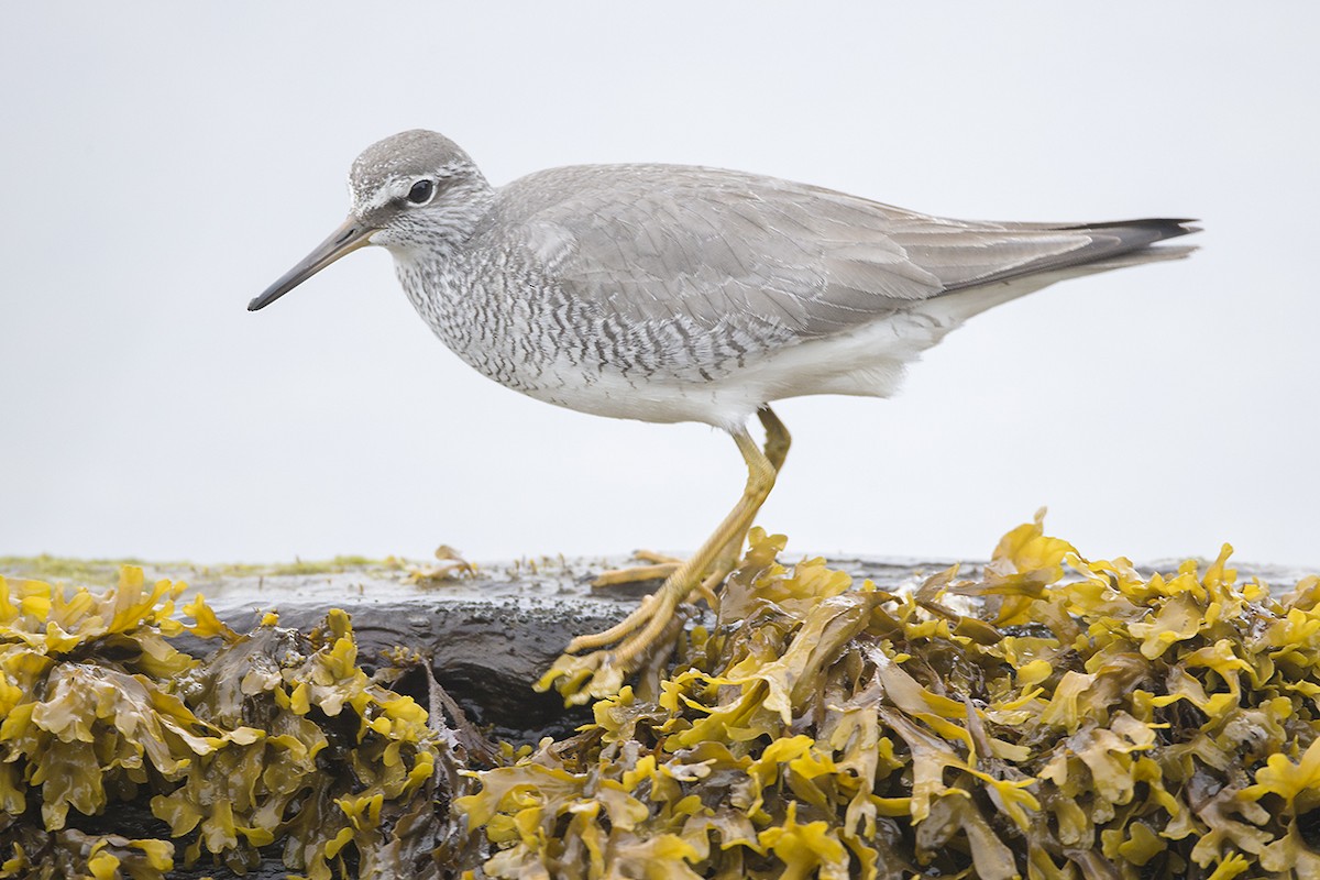 Gray-tailed Tattler - ML245923741