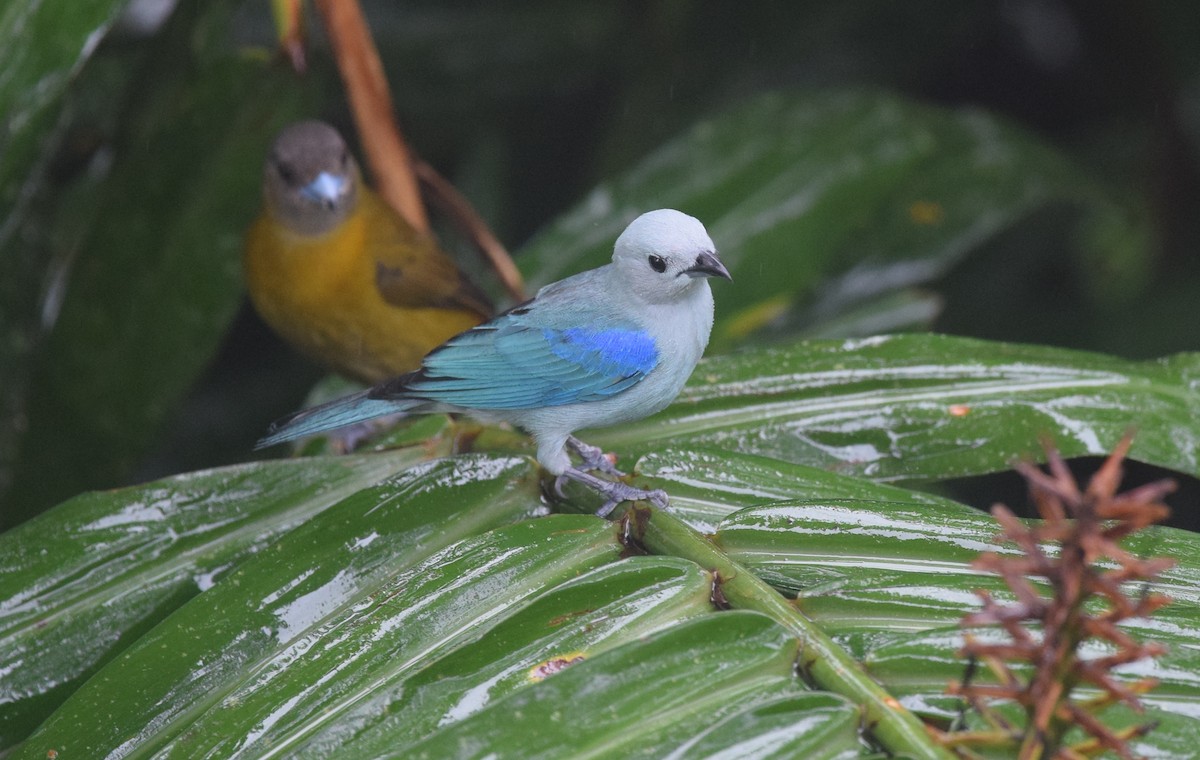 Blue-gray Tanager - Andy Reago &  Chrissy McClarren