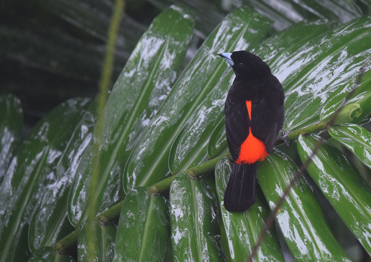 Tangara à croupion rouge (passerinii) - ML24592451
