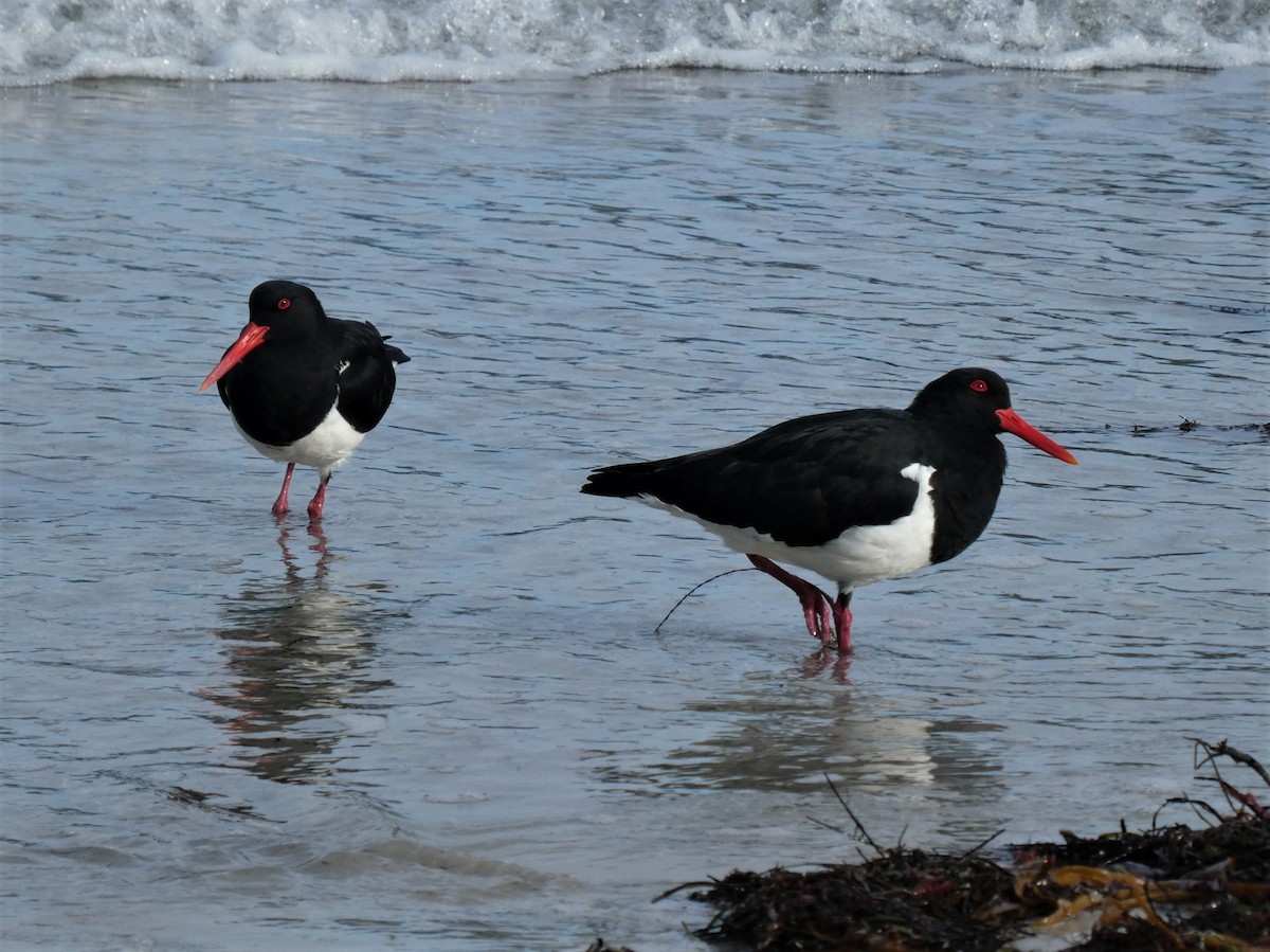 Pied Oystercatcher - ML245924641