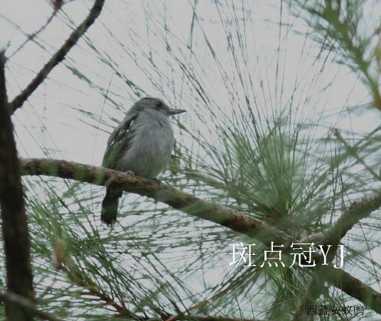 Spot-crowned Antvireo - ML245924961