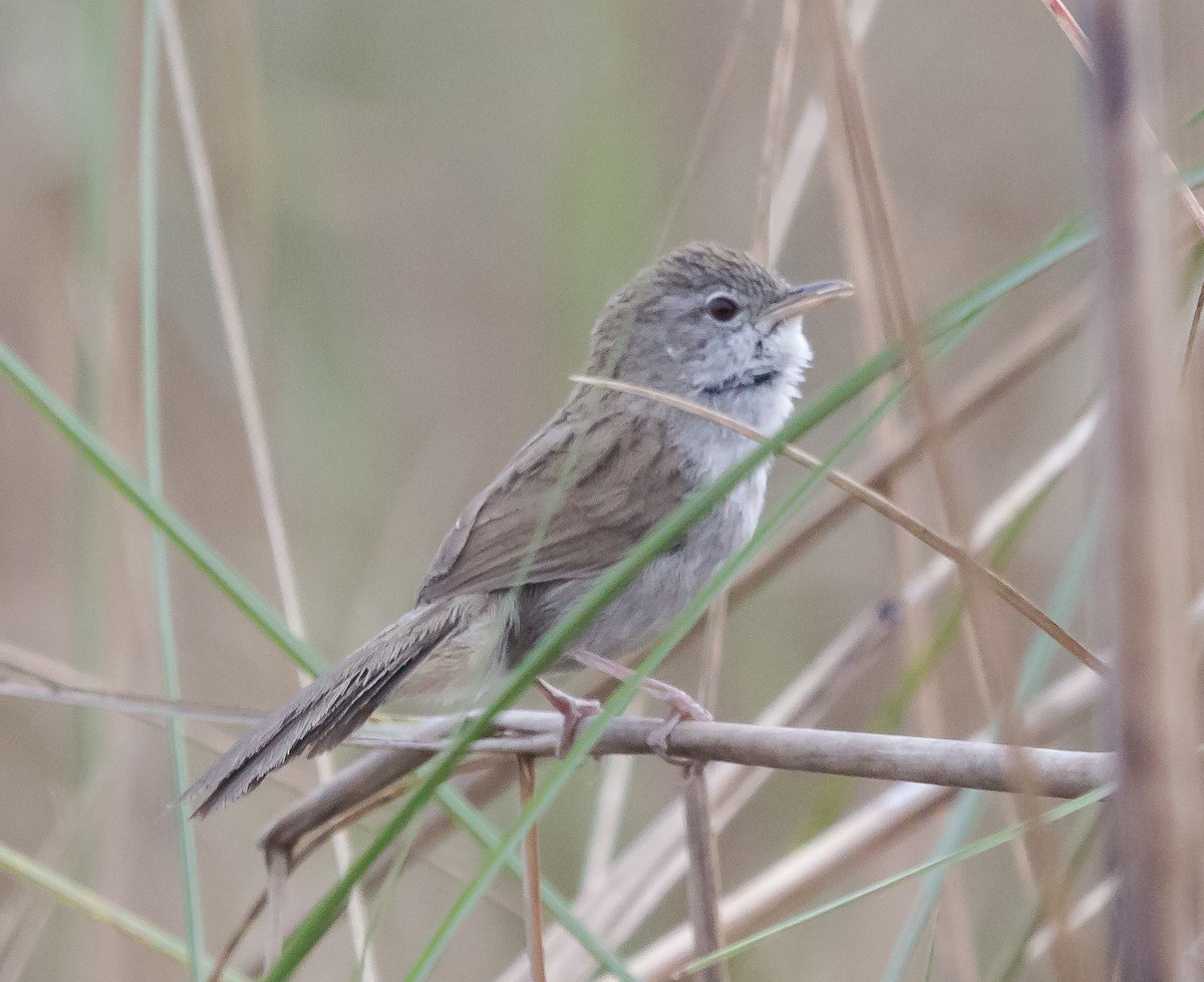 Swamp Grass Babbler - Naveen Sama