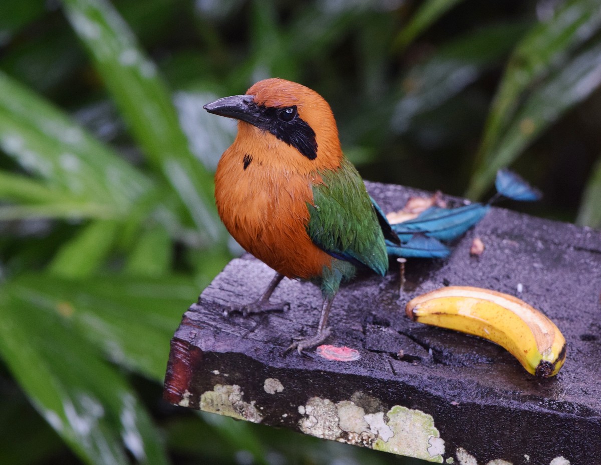 Rufous Motmot - Andy Reago &  Chrissy McClarren