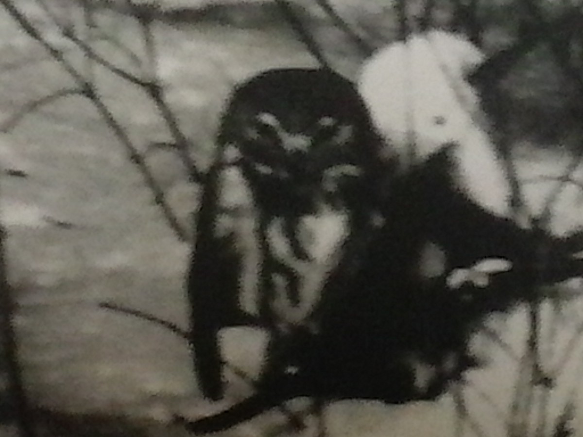 Northern Saw-whet Owl - ML24592661