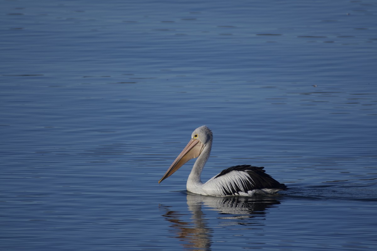 pelikán australský - ML245927091