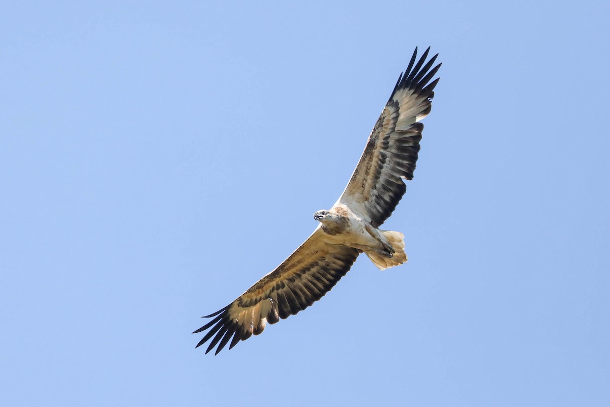 White-bellied Sea-Eagle - ML245927291