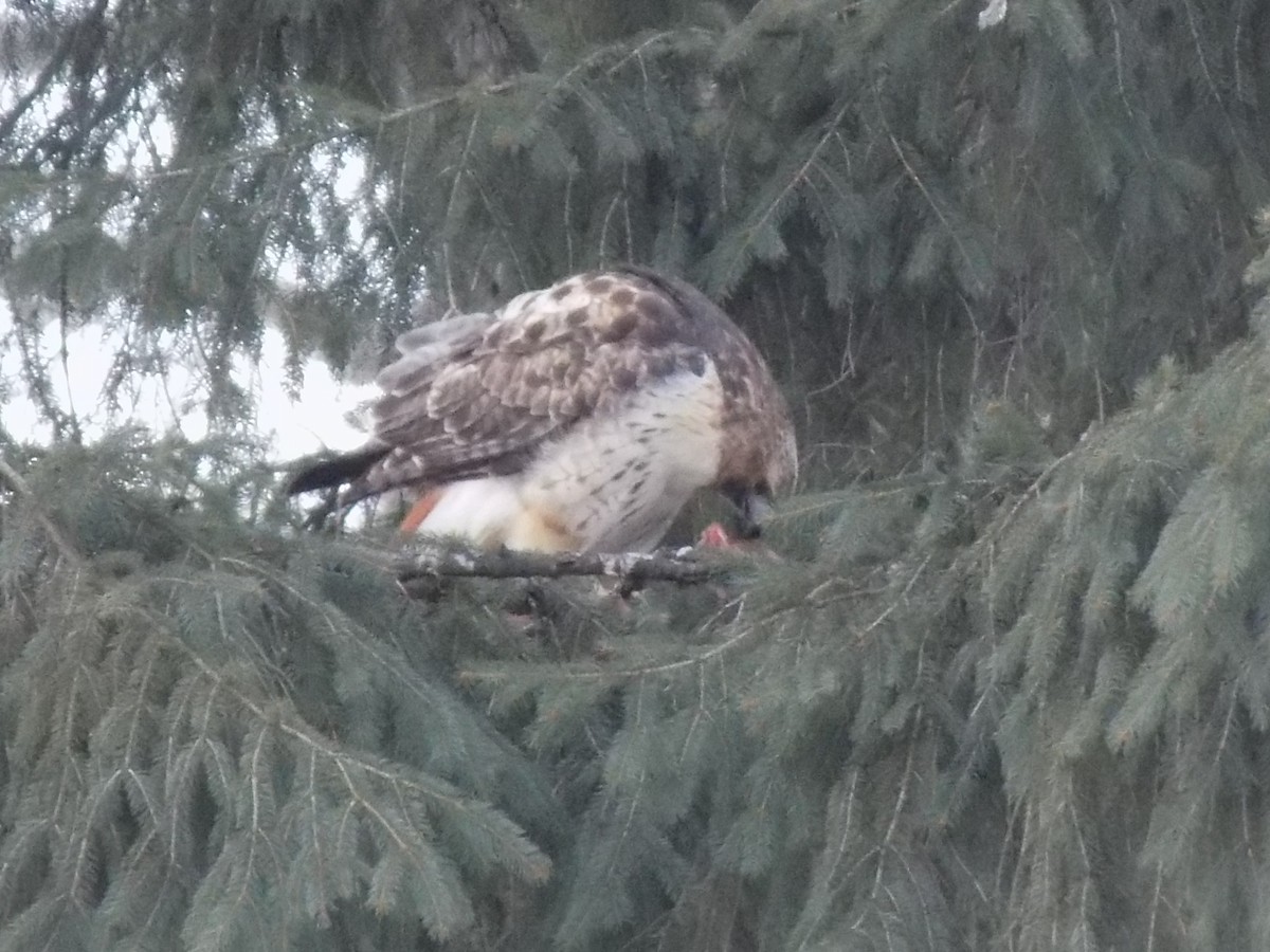 Red-tailed Hawk - Zach DeBruine