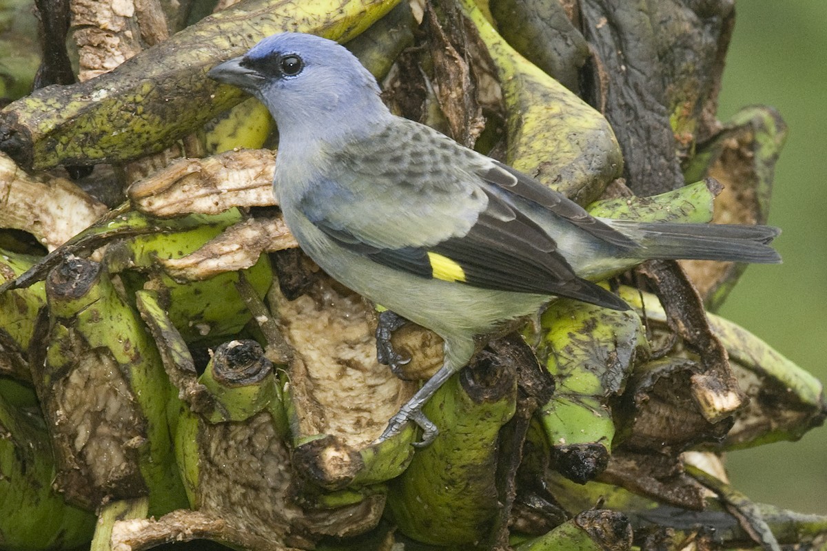 Yellow-winged Tanager - Ken Langelier