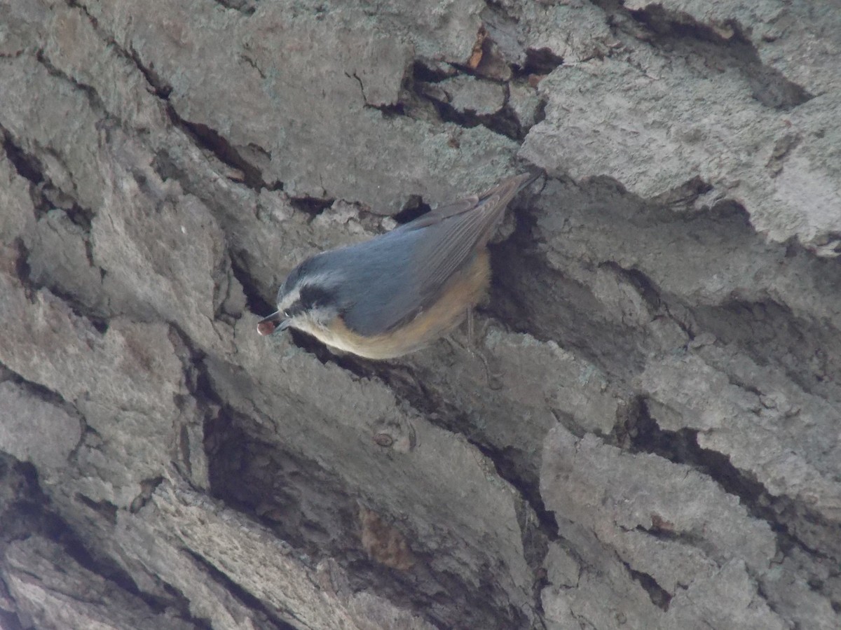 Red-breasted Nuthatch - Zach DeBruine